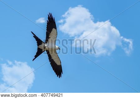 Ventral View Of A Kite In Flight With The Sky In The Background