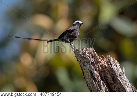 Long-tailed Bird Perched On A Log With Its Tail Extended