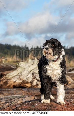 Portuguese Water Dog Standing On Driftwood Log At Coburg Beach On Vancouver Island, Canada