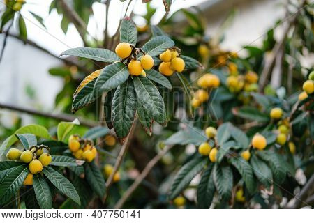 Close-up Of The Yellow Fruits Of The Japanese Medlar In Green Leaves.