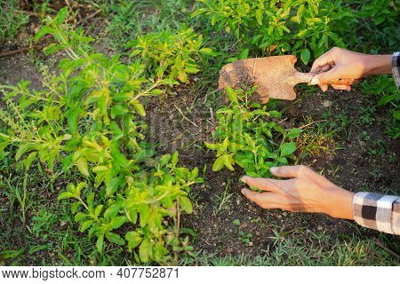 Farmers Holding Small Rusty Shovel  For Natural Manure And Shoveling The Soil Basil Tree. Agricultur