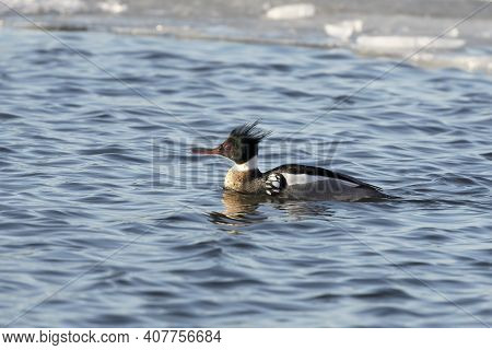 Red Breasted Merganser On The Lake Michigan