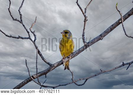Green And Yellow Songbird, European Greenfinch Sitting On A Branch In Spring. The European Greenfinc