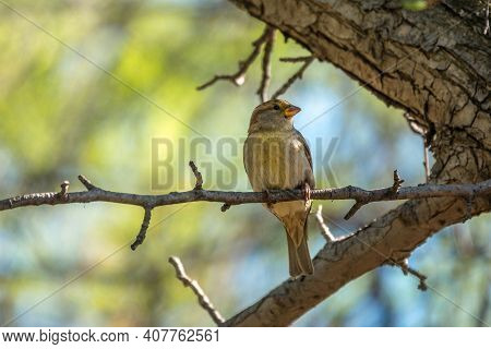 Green And Yellow Songbird, European Greenfinch Sitting On A Branch In Spring. The European Greenfinc