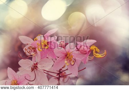 Cassia fistula tree blossom in spring season in the Hawaii, USA. Beautiful natural spring background.
