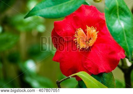 Camellia Japonica Blooming In Dresden Pillnitz In March.