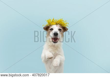 Dog Spring. Funny Happy Jack Russell Standing Hind Two Legs. Isolated On Blue Colored Background.