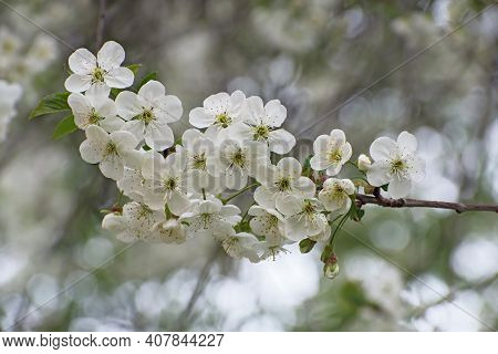 Beautiful Cherry Blossom Branch With Green Leaves On Blurred Gray  - Green Floral Background Closeup