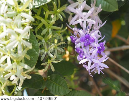 Sandpaper Vine Purple Wreath Flower Bunch Purple Bouquet Of Five Petals Like A Five Pointed Petal Bl