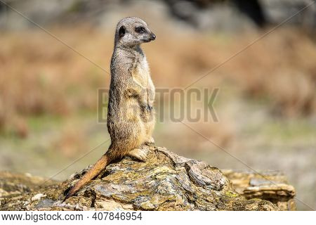 The Meerkat, Suricata Suricatta Or Suricate Is A Small Carnivoran In The Mongoose Family. It Is The 
