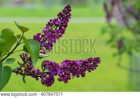 The Beautiful Branch Of Blooming  Bright Violet Lilac Flowers In The Park. Flowering Time
