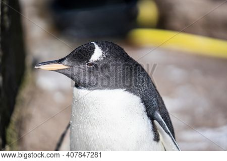 The Gentoo Penguin Pygoscelis Papua Is A Penguin Species In The Genus Pygoscelis