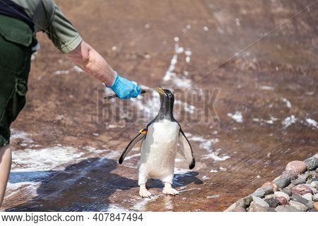 The Woman Feeds Penguins.the Gentoo Penguin Pygoscelis Papua Is A Penguin Species In The Genus Pygos
