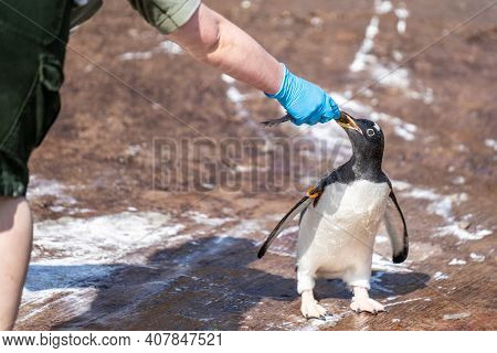 The Woman Feeds Penguins.the Gentoo Penguin Pygoscelis Papua Is A Penguin Species In The Genus Pygos