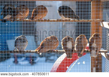 Pidgeon's Resting On A Bar Inside A Large Bird Cage On A Farm.