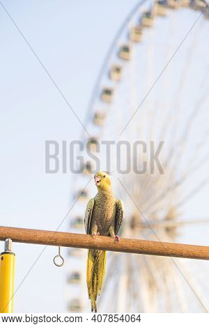 Selective Focus Cockatiel  Nymphicus Hollandicus Beautiful Adorable Bird On Wooden Stand.
