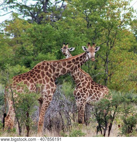 Loving Giraffes. Hugging In The Bushes Of The Kruger National Park