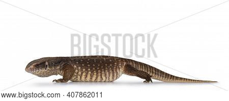 Side View Of Young Savannah Monitor Aka Varanus Exanthematicus Lizard. Isolated On White Background.