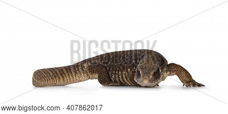 Side View Of Young Savannah Monitor Aka Varanus Exanthematicus Lizard. Looking Straight To Camera Sh