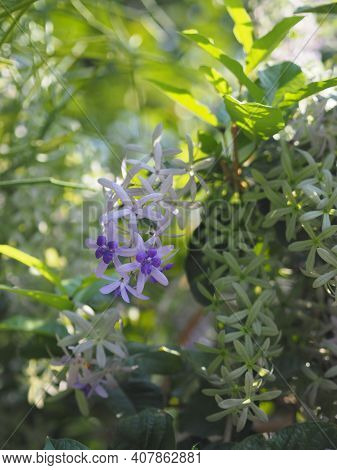 Flower Purple Sandpaper Vine Purple Wreath Bouquet Of Five Petals Like Five Pointed Hairy Base Of Th