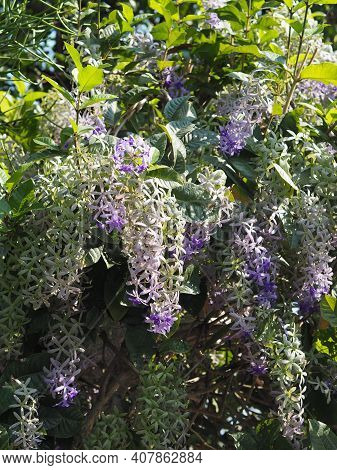 Flower Purple Sandpaper Vine Purple Wreath Bouquet Of Five Petals Like Five Pointed Hairy Base Of Th