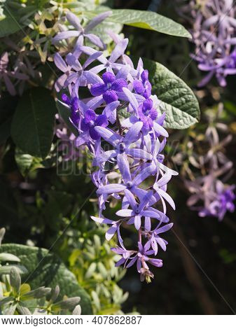 Flower Purple Sandpaper Vine Purple Wreath Bouquet Of Five Petals Like Five Pointed Hairy Base Of Th