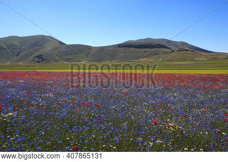 Norcia (pg), Italy - May 25, 2015: The Famous Spring Flowering Near Castelluccio Di Norcia, Highland