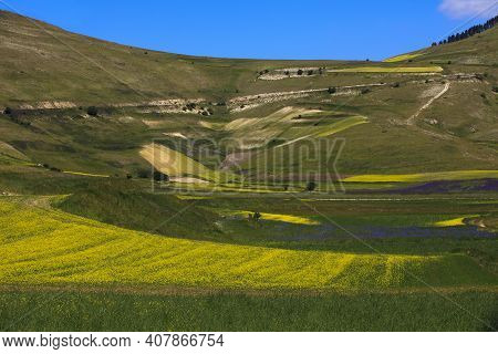 Norcia (pg), Italy - May 25, 2015: The Famous Spring Flowering In The Fields Around Castelluccio Di 