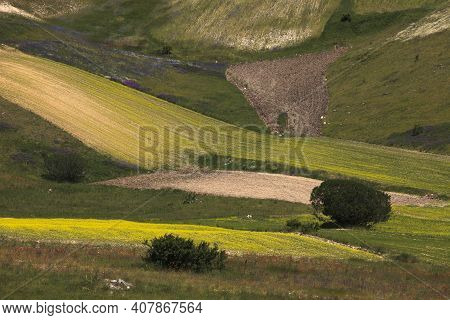 Norcia (pg), Italy - May 25, 2015: The Famous Spring Flowering In The Fields Around Castelluccio Di 
