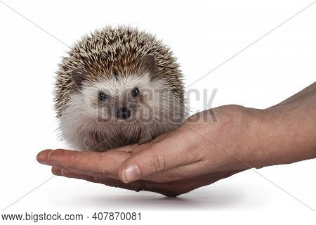 Adult Male Fout Toed Hedgehog Aka Atelerix Albiventris. Sitting Facing Front On Huma Hand. Isolated 
