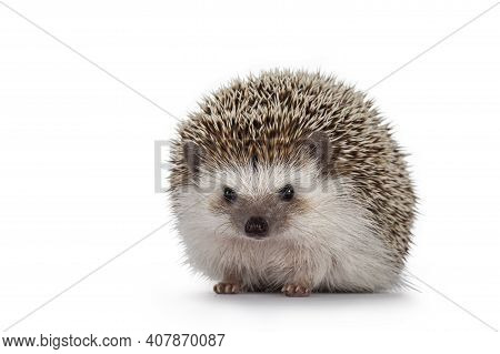 Adult Male Four Toed Hedgehog Aka Atelerix Albiventris. Sitting Facing Front. Isolated On A White Ba