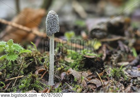 Coprinopsis Lagopus Is A Species Of Fungus In The Family Psathyrellaceae. , An Intresting Photo