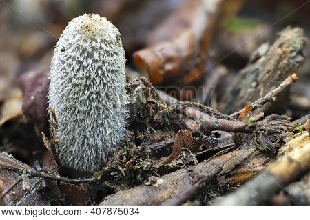 Coprinopsis Lagopus Is A Species Of Fungus In The Family Psathyrellaceae. , An Intresting Photo