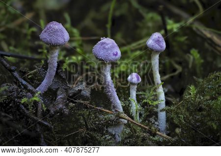 Cystolepiota Bucknallii Is A Species Of Basidiomycete Fungus Of The Genus Cystolepiota. , An Intrest