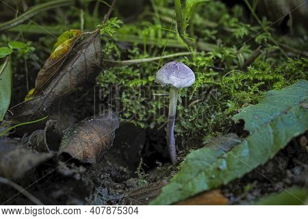 Cystolepiota Bucknallii Is A Species Of Basidiomycete Fungus Of The Genus Cystolepiota. , An Intrest