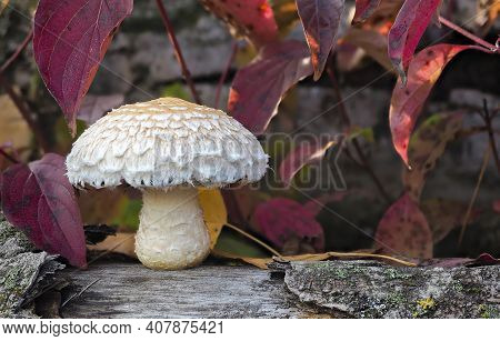 The Poplar Pholiota (hemipholiota Populnea) Is An Inedible Mushroom , An Intresting Photo