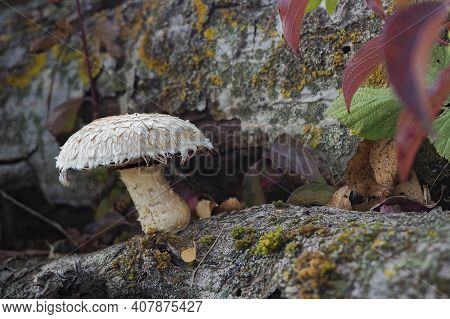 The Poplar Pholiota (hemipholiota Populnea) Is An Inedible Mushroom , An Intresting Photo