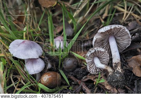 Inocybe Geophylla, Commonly Known As The Earthy Inocybe, Common White Inocybe Or White Fibercap, Is 
