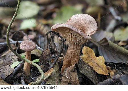 Lactarius Lilacinus, Or The Lilac Milkcap, Is A European Species Of The Large Milk-cap Genus Lactari