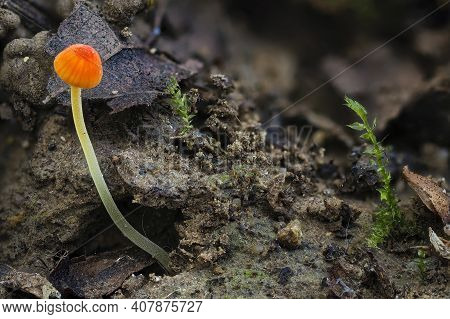 The Orange Bonnet (mycena Acicula) Is An Inedible Mushroom , An Intresting Photo