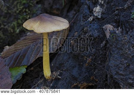 The Pluteus Romellii Is An Inedible Mushroom , An Intresting Photo