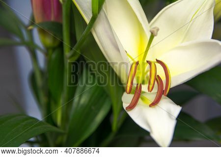 Lily Flower Bouquet, Opened Flower Lirium Close-up.