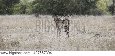 Yawning Spotted Cat Or Cheetah Stands In The Evening Savanna. An Adult Female Cheetah Looks Back Wit
