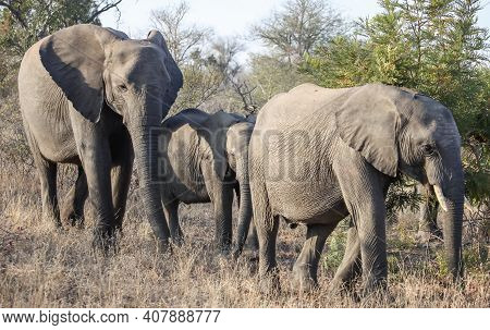 Wild Elephants Are Walking On The Savanna Among The Thorny Acacia Bushes. Three African Elephants Mo
