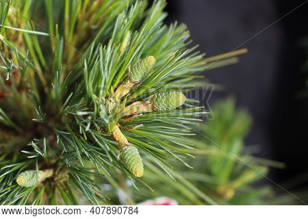 A Cluster Of Cones Forming On A Algonquin Pillar Pine Tree