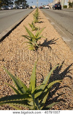 Række af kaktus i en gade Median stribe