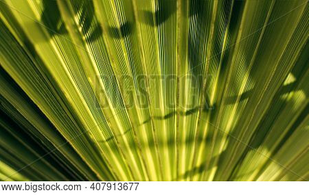 Green Palm Tree Close Up Background - Gofre Leaf Wallpaper