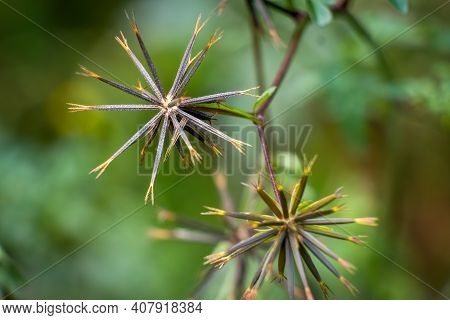 The Spiky Seed Heads Of  The Spanish Needles Plant (bidens Bipinnata). Raleigh, North Carolina.