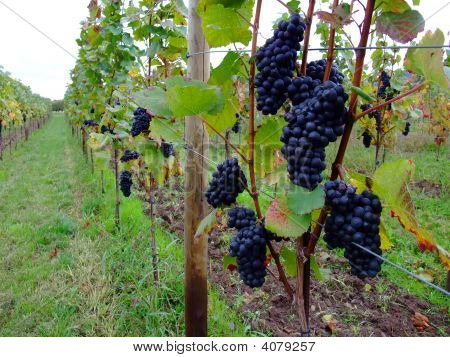 Üzüm Pinot Noir Alsace'deki / daki