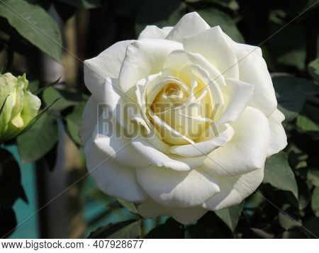 There Is A Beautiful White Rose Blooming In The Tree.  Image Click From Siliguri, West Bengal, India